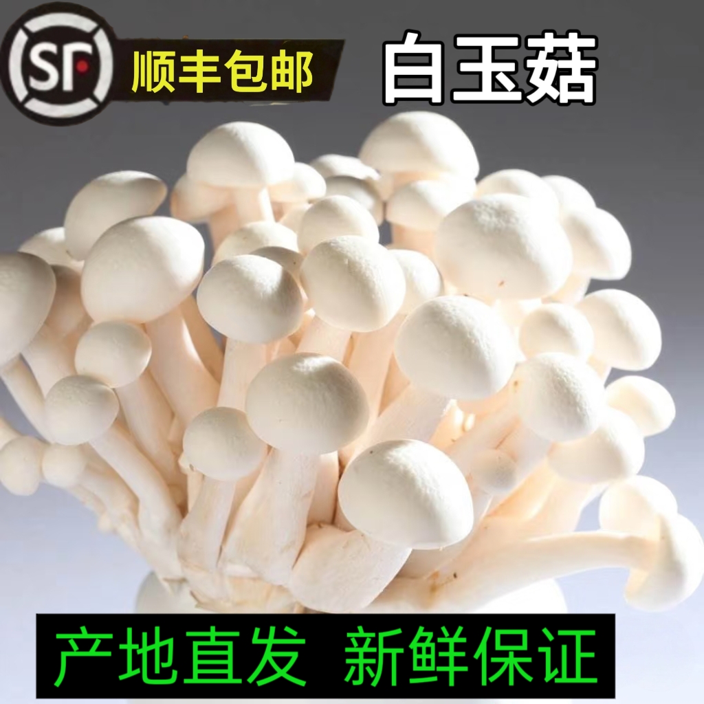 【顺丰包邮】精品白玉菇洁白如玉口感脆嫩新鲜菌菇火锅食材饱含鲜味