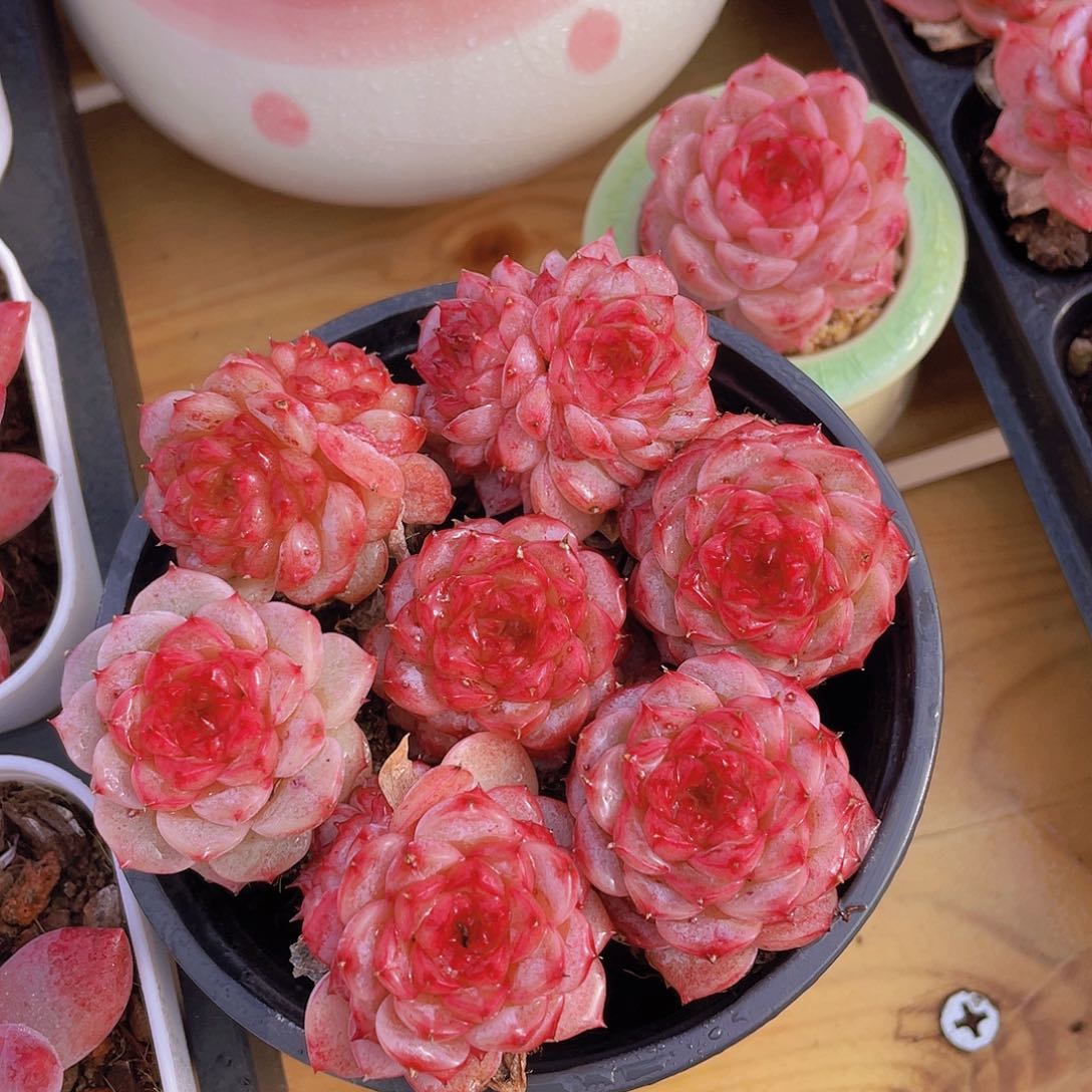 量拍72号 糖心天鹅绒单头双头混发7个