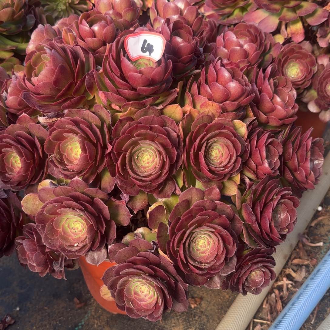 64万圣节拉丝朵朵多肉植物