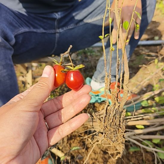 一***界完全开放老鸦柿血红