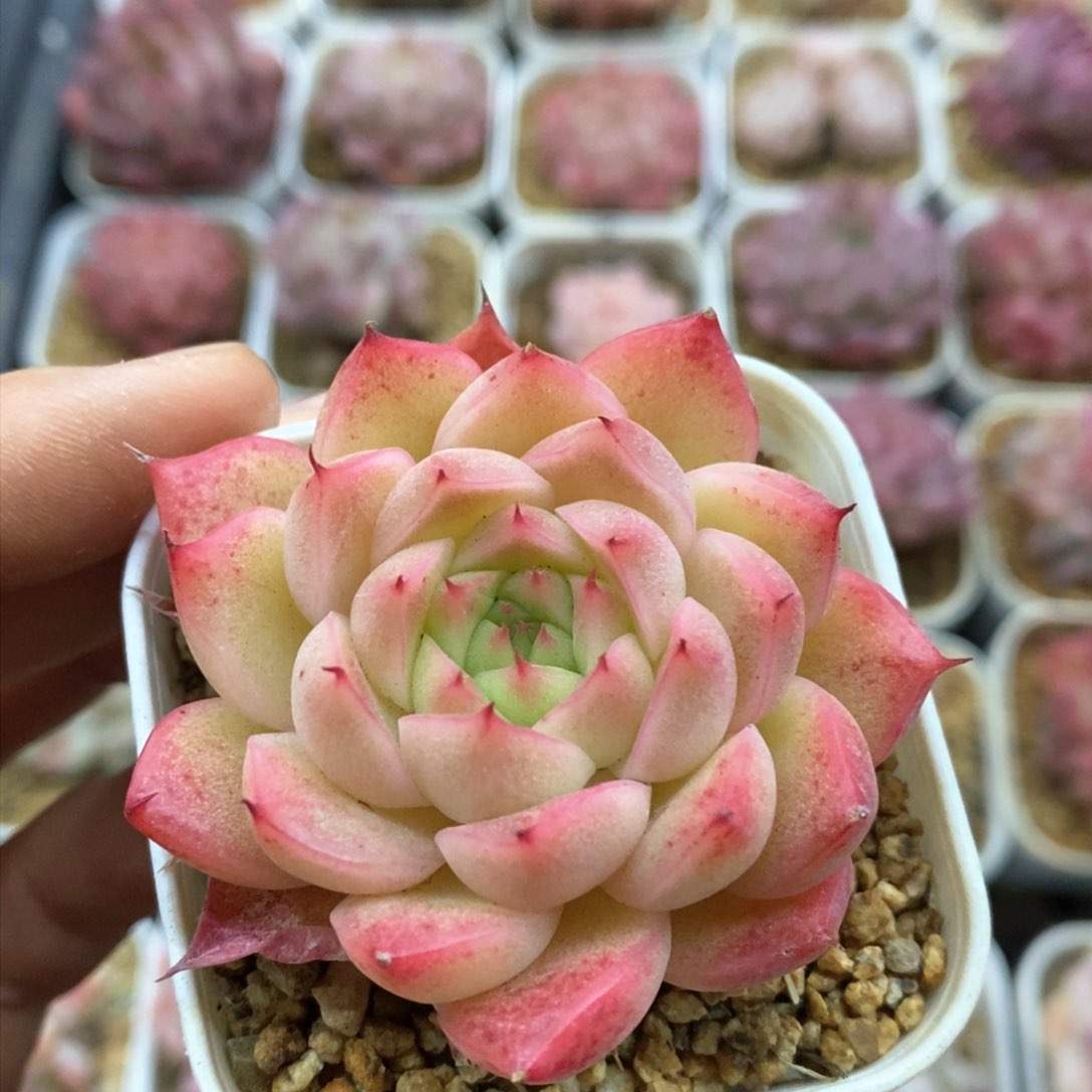 多肉植物一物一拍287