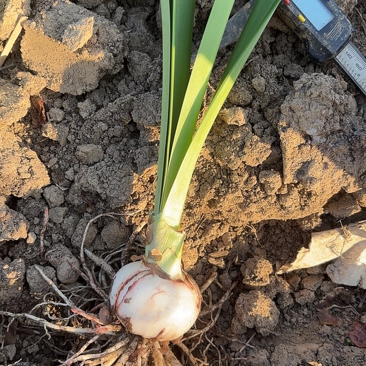 无花朵淘淘一号包对版