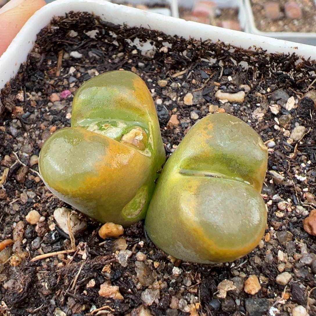 1.26好看的多肉737