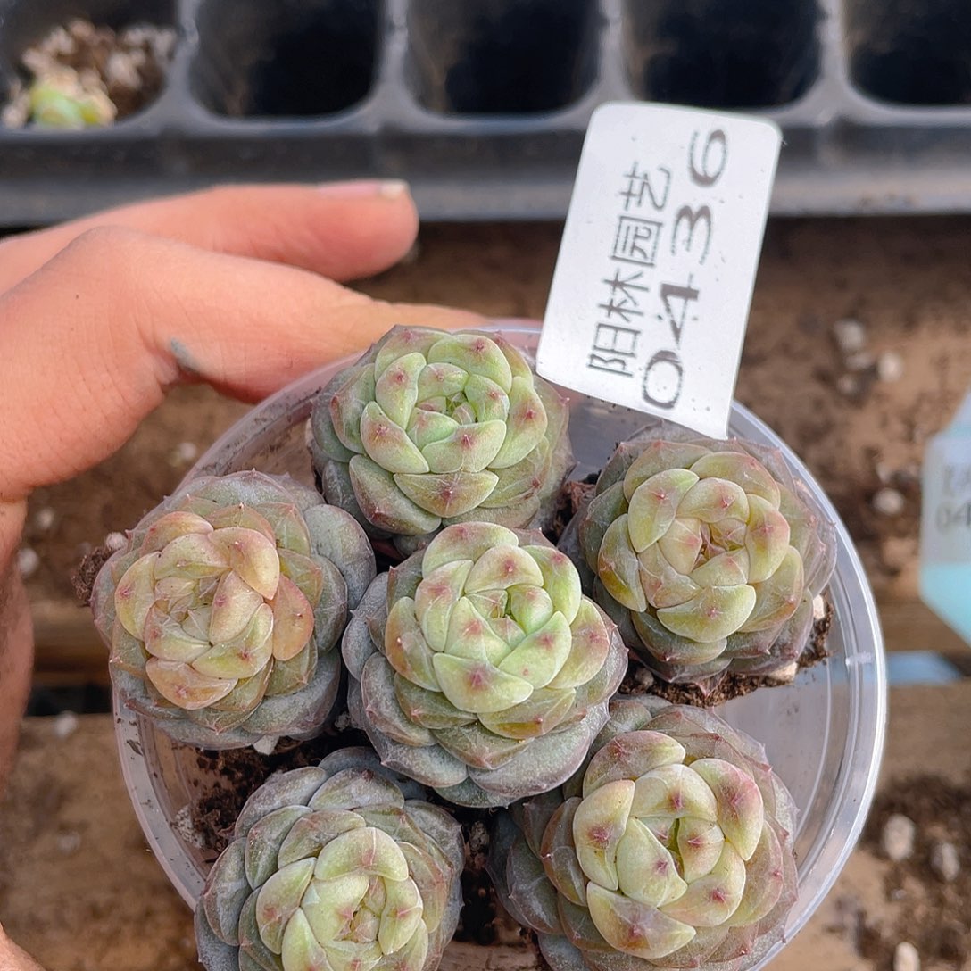 多肉植物多肉植物436