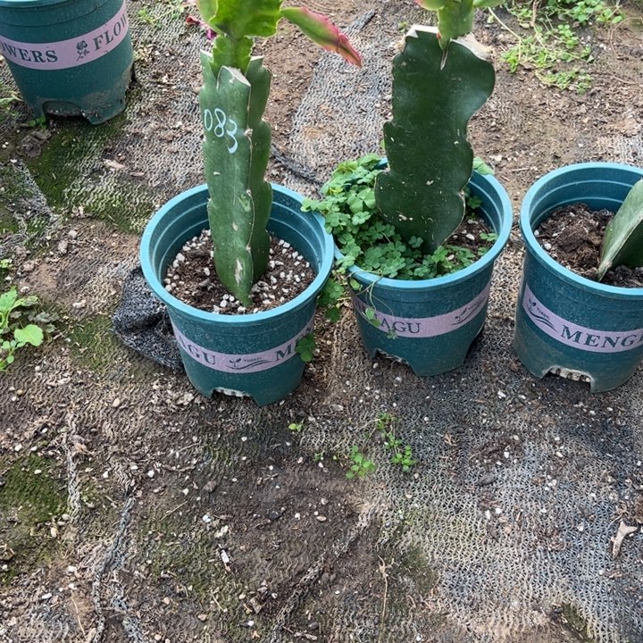 宁***？52号083，三色复色大花