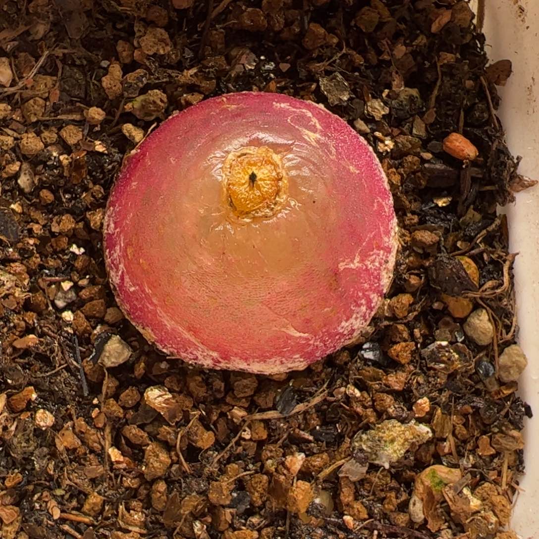 2厘米灯泡多肉植物