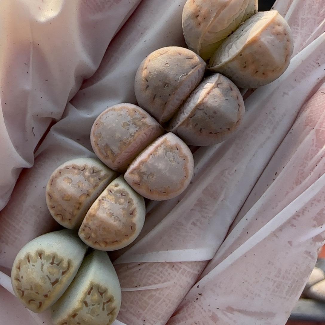 11.26辛然园艺c216饼干9077