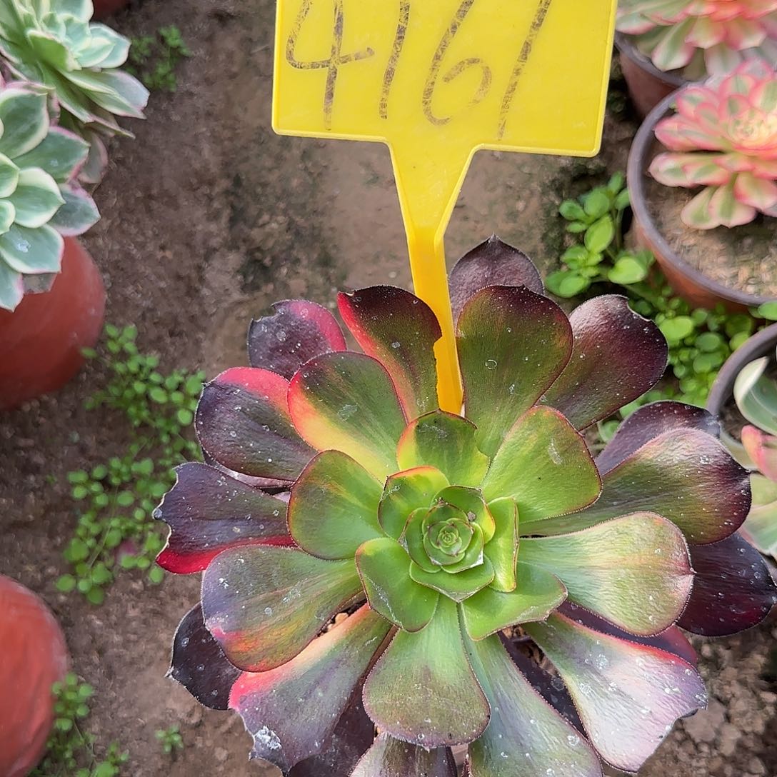 4161---无毒七彩多头