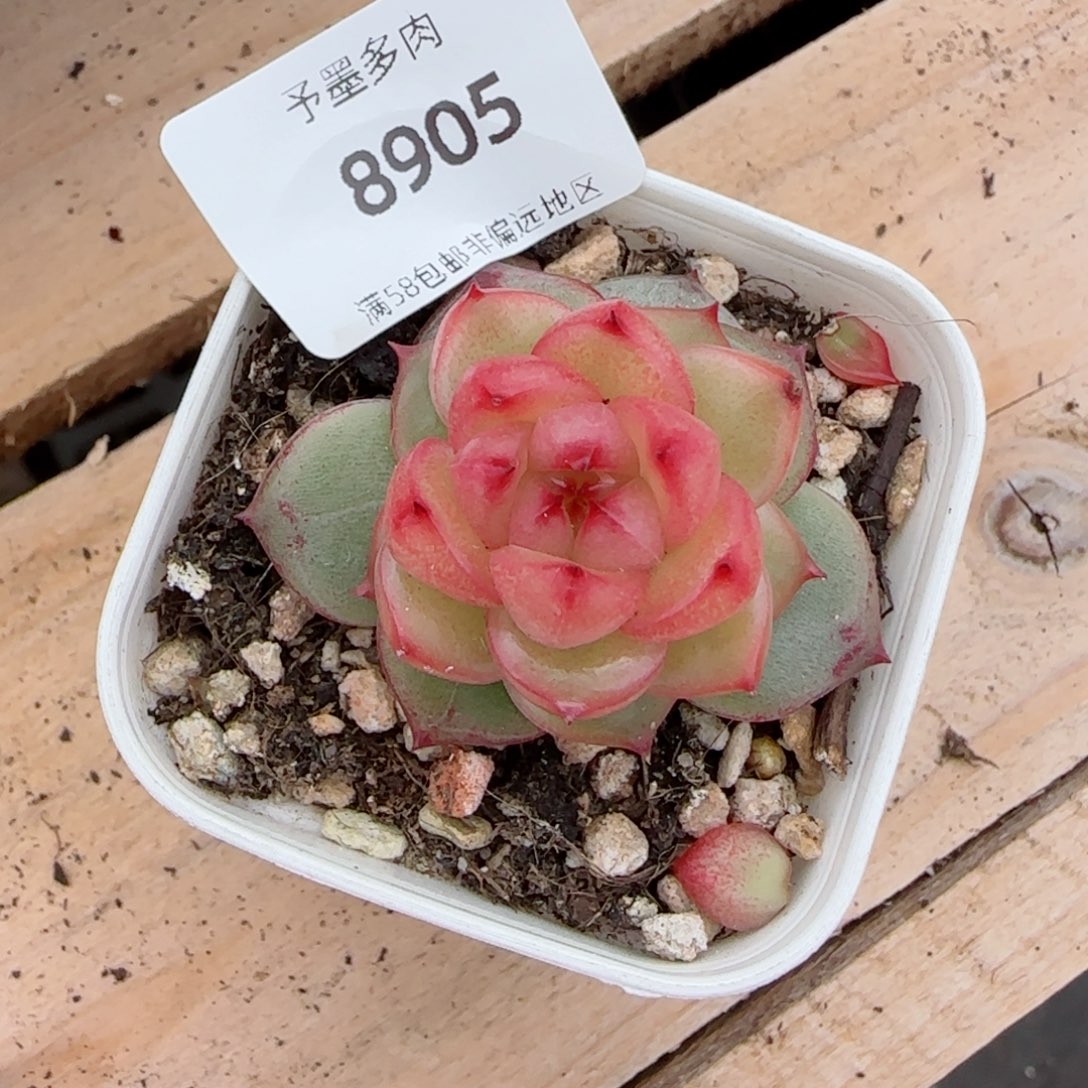 空灵珍妮，8905多肉植物