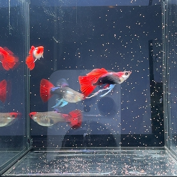 孔雀鱼深海蓝贵族大c一组4条