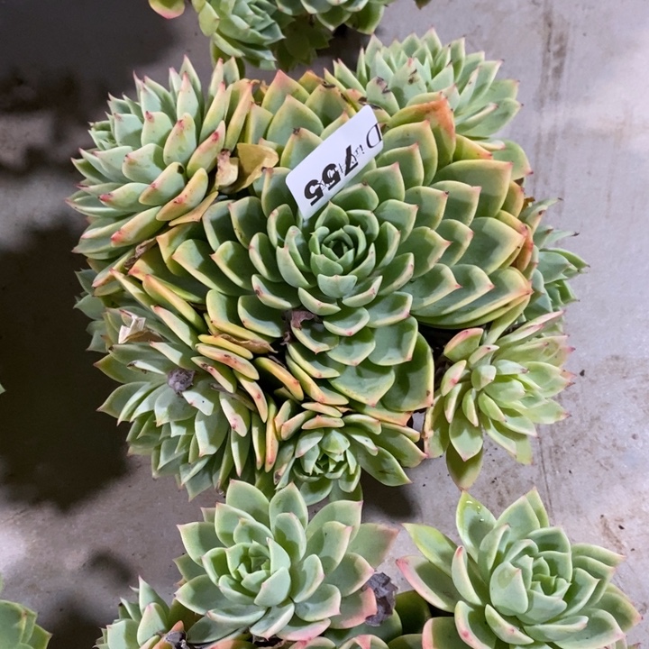 @****755三色堇多肉植物多肉