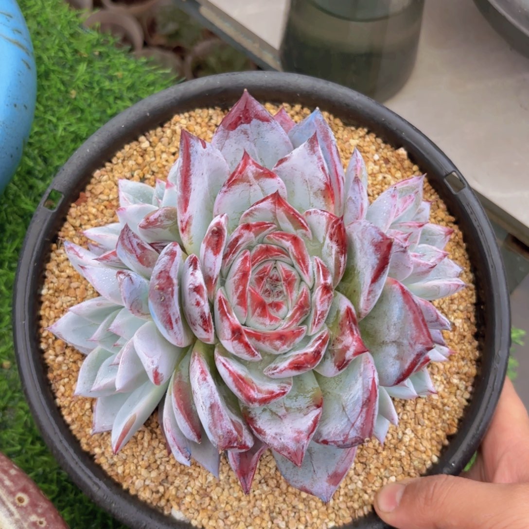 9号多肉，黑卡多肉