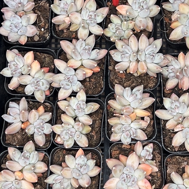 双头 松果美人。   