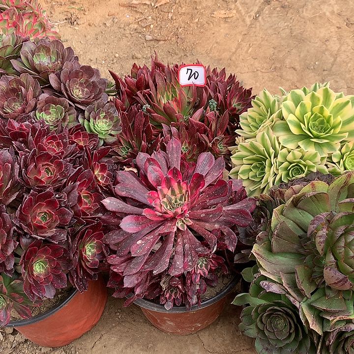 组合6棵多肉植物70