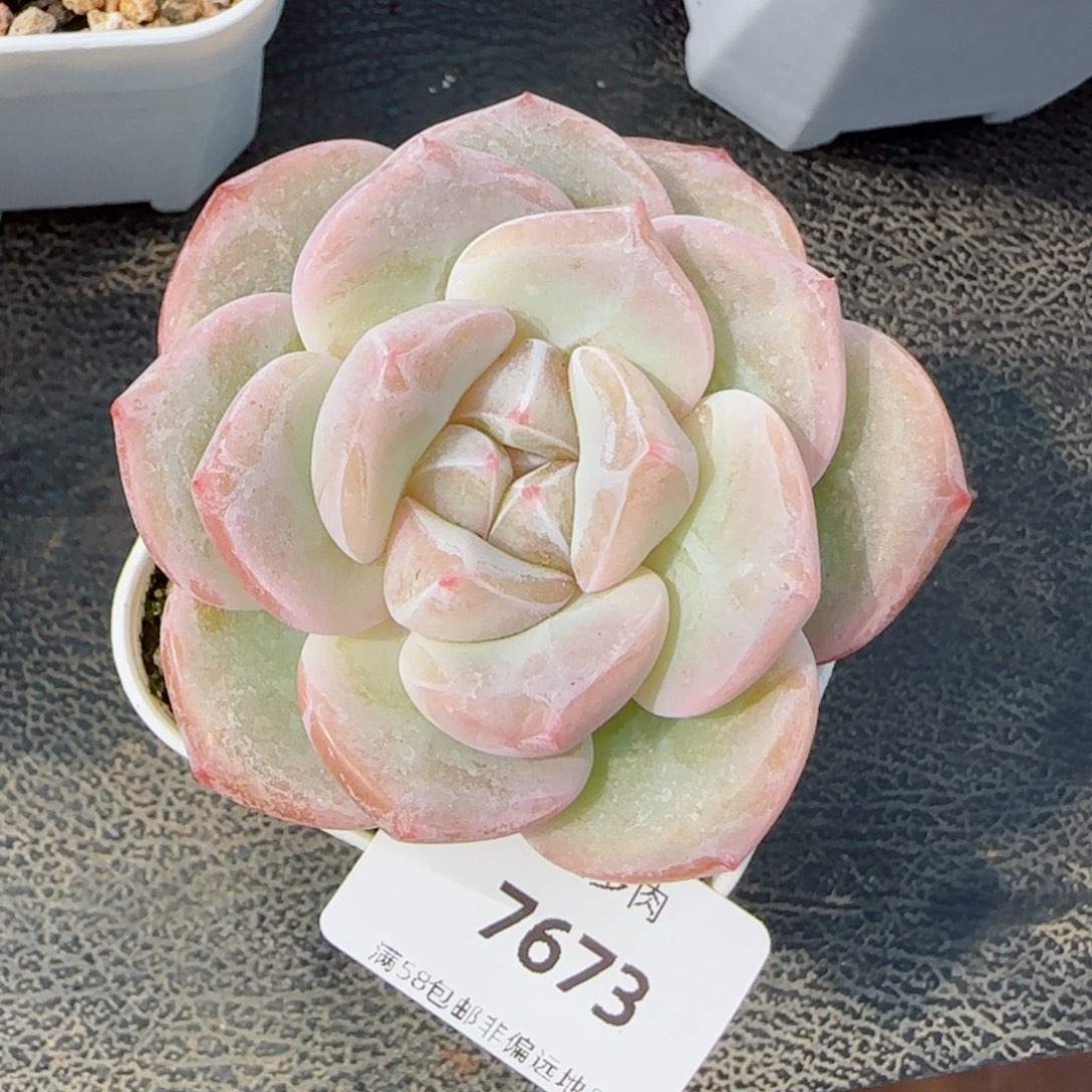 西米露，7673多肉植物