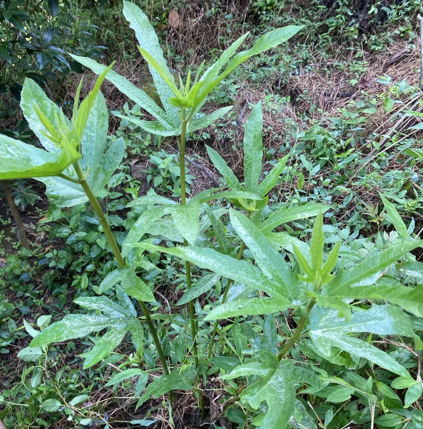 广西正宗天然野生五指毛桃无硫无添加不包芯中药材干货泡酒煲汤