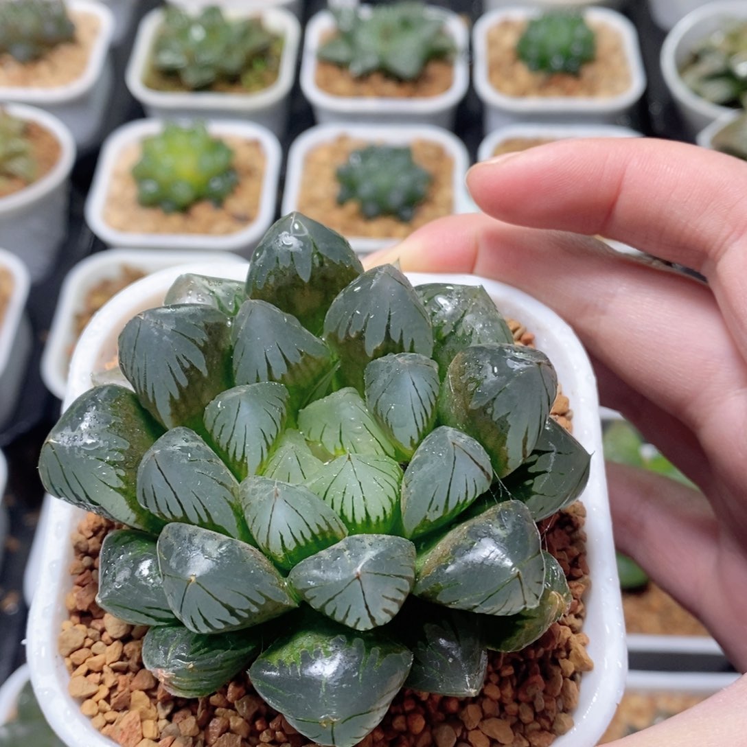 水晶玉露多肉植物多肉植物