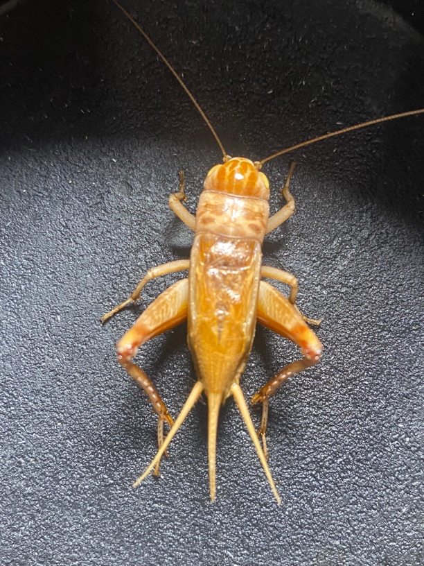 冰糖紫种系纯正自家份房精挑精选