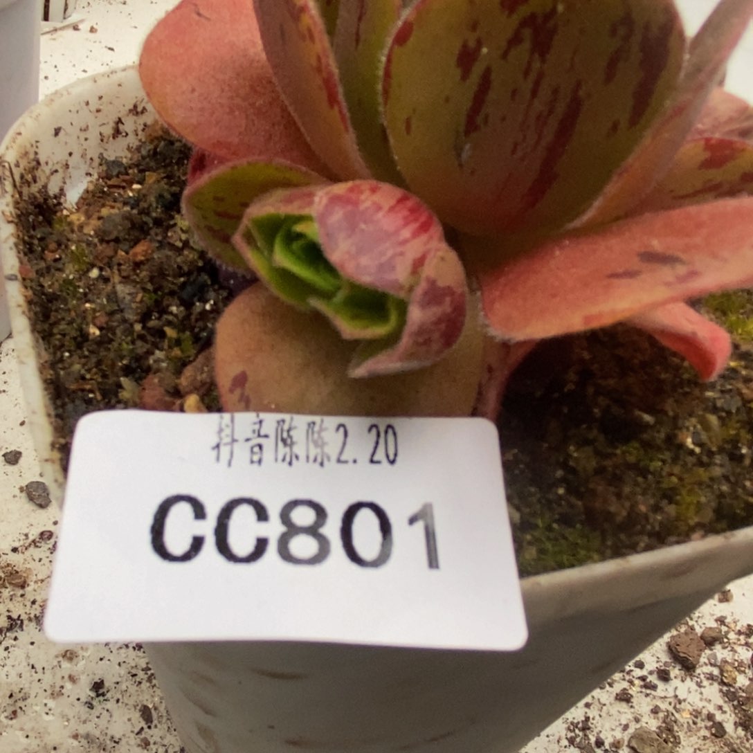 陈陈801疑似东方大G