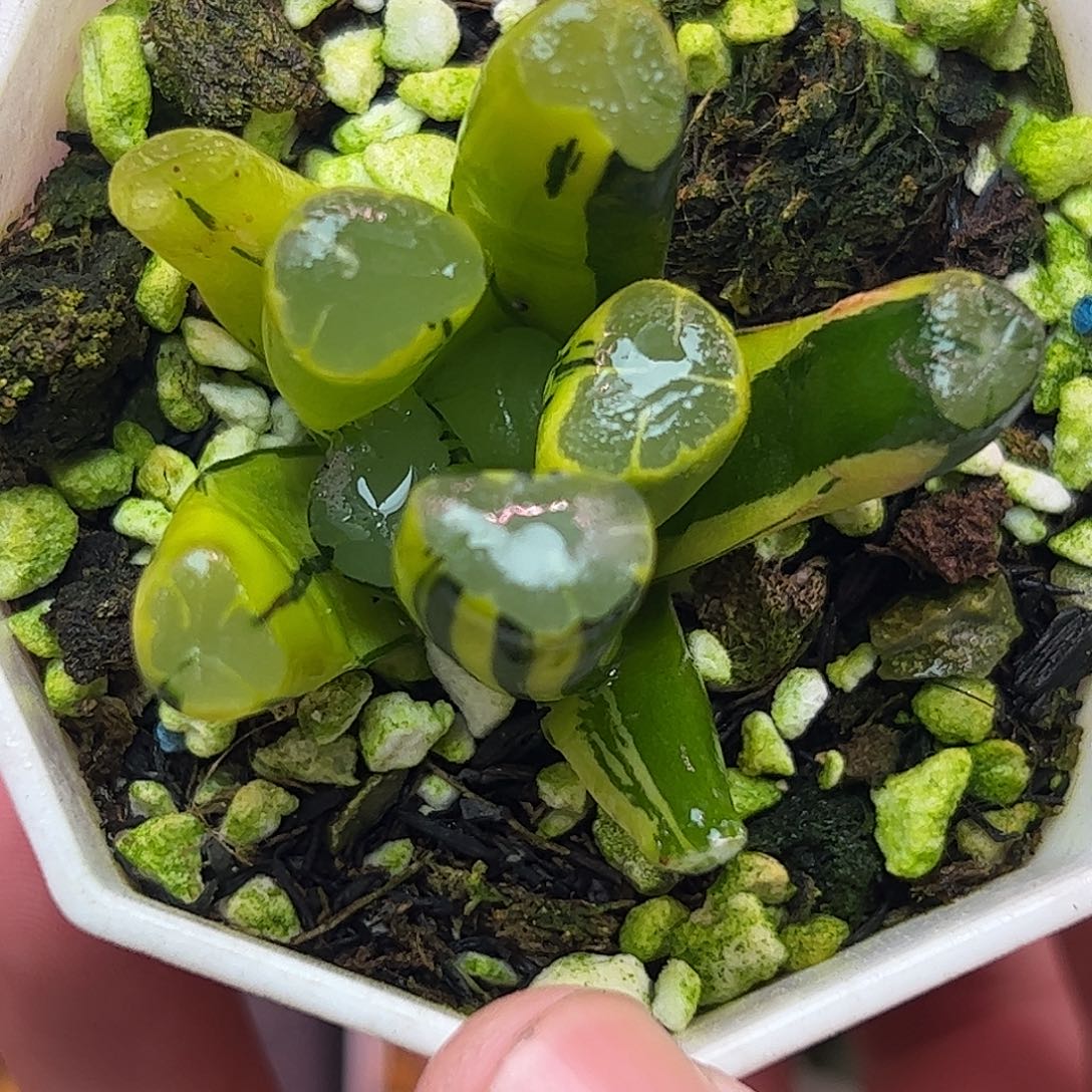 紫云殿锦带糊斑五公分十二卷