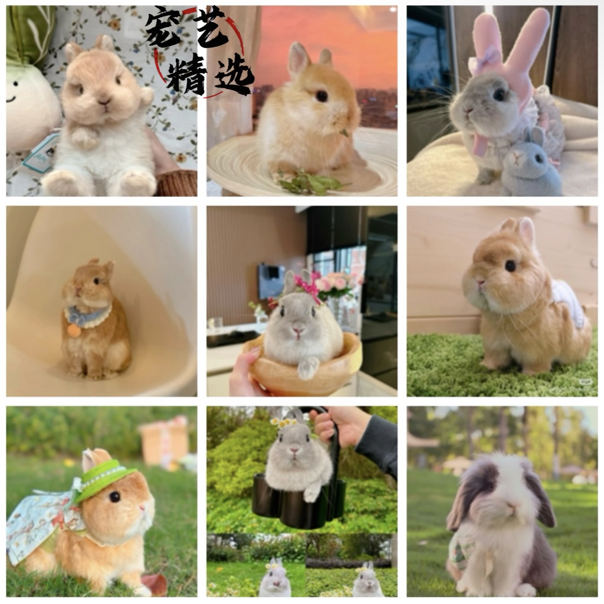 宠艺 小何专属宠物活体专用链接