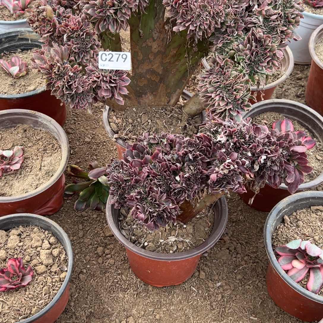 279两颗组合多肉植物