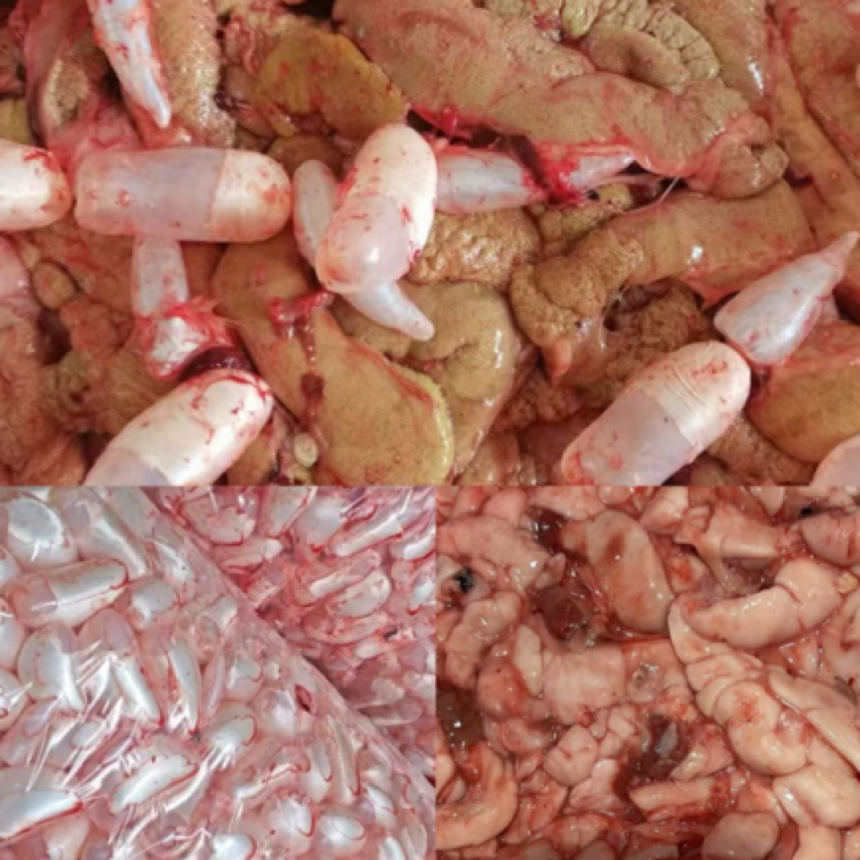 2斤混合装 鲤鱼籽+鲤鱼泡+鲤鱼白