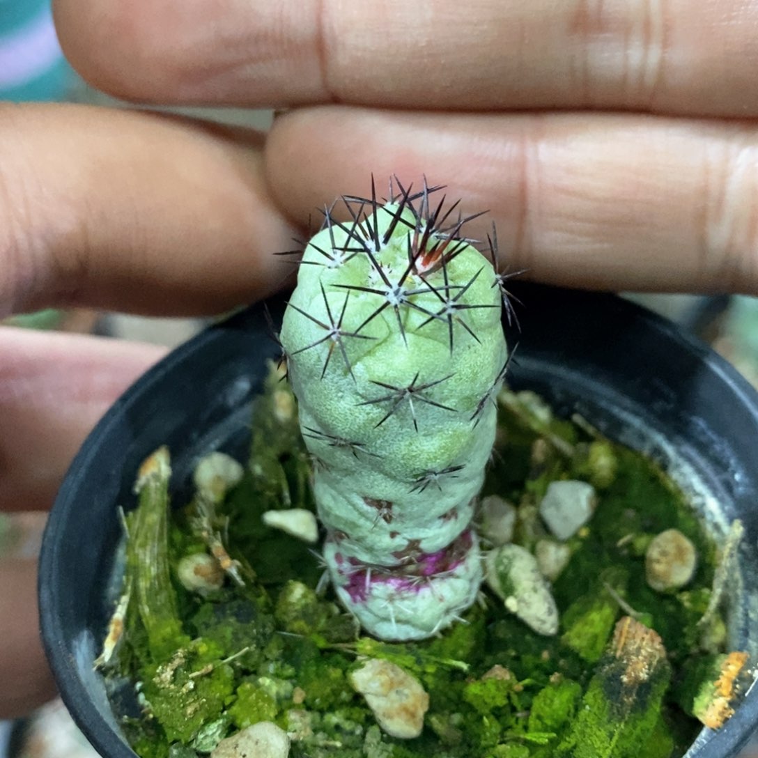 孤品自根帝王丸完美品相