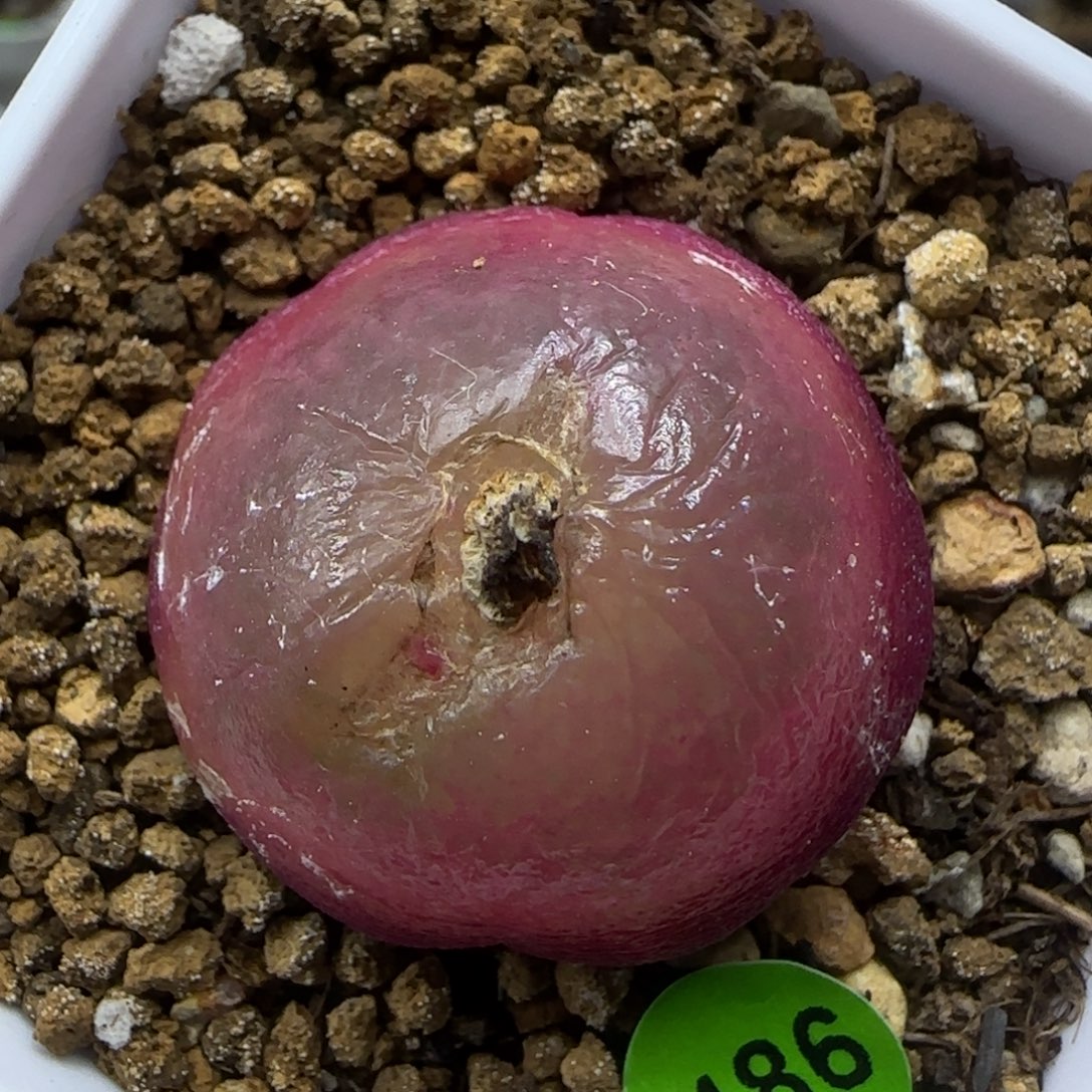 灯泡2.6多肉植物486