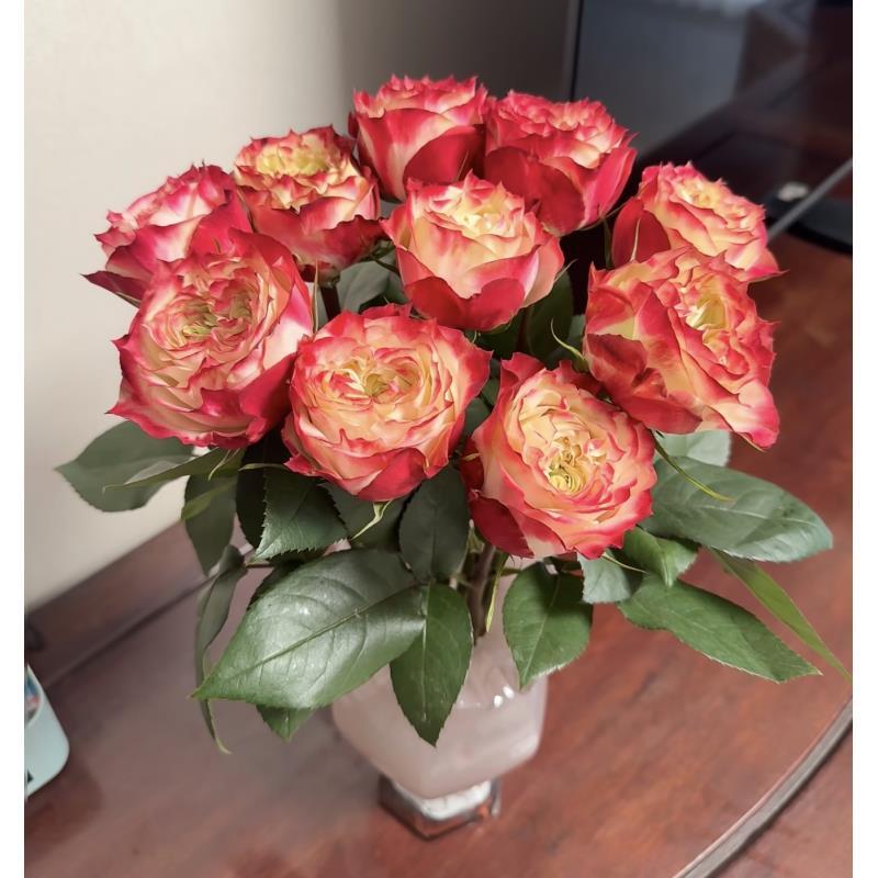 【苹果杰克】单头玫瑰 真花鲜切花云一单中通 拍够任意两单鲜花顺丰