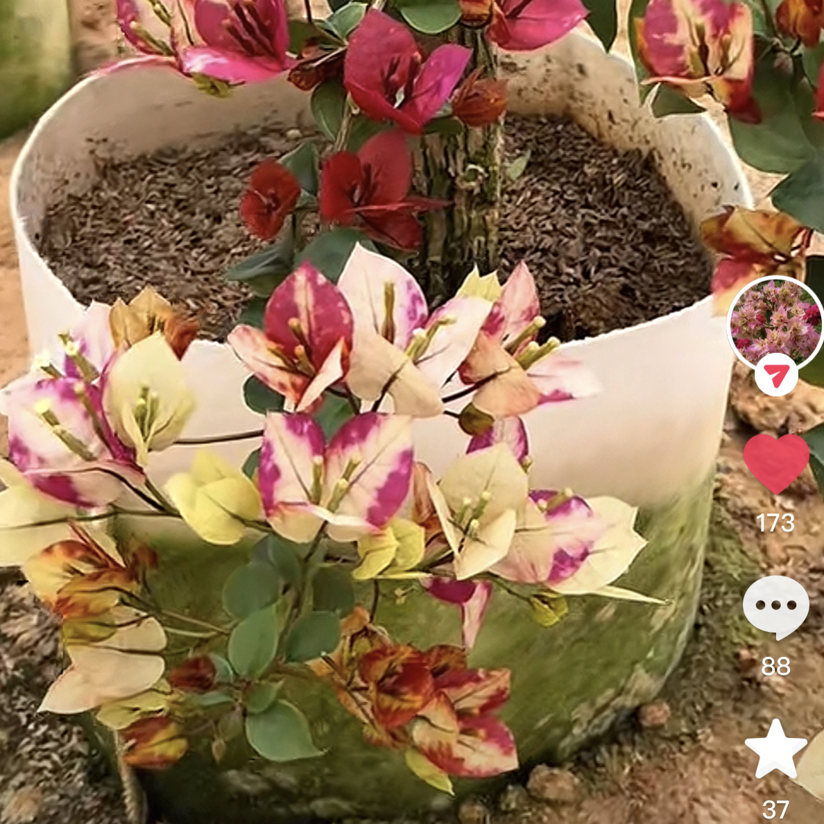【飞鱼】三角梅嫁接高飘，运输途中掉花掉叶介意慎拍