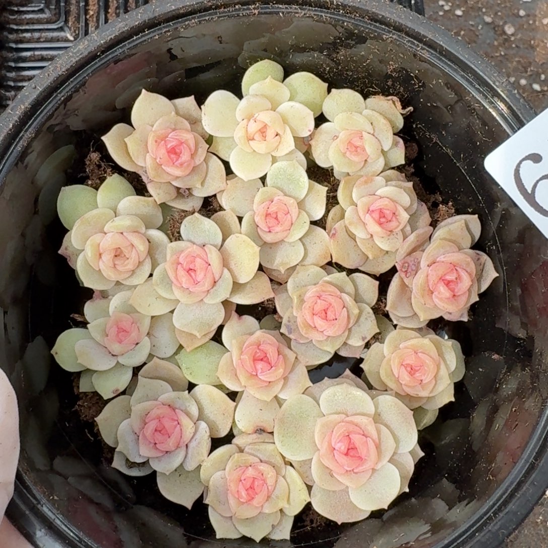 多肉植物多肉植物611
