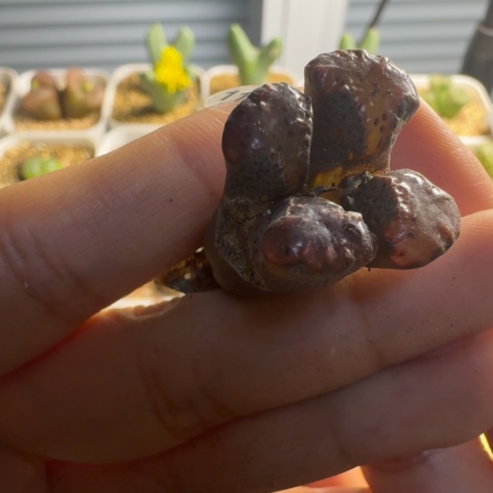 阳***肉116..........116