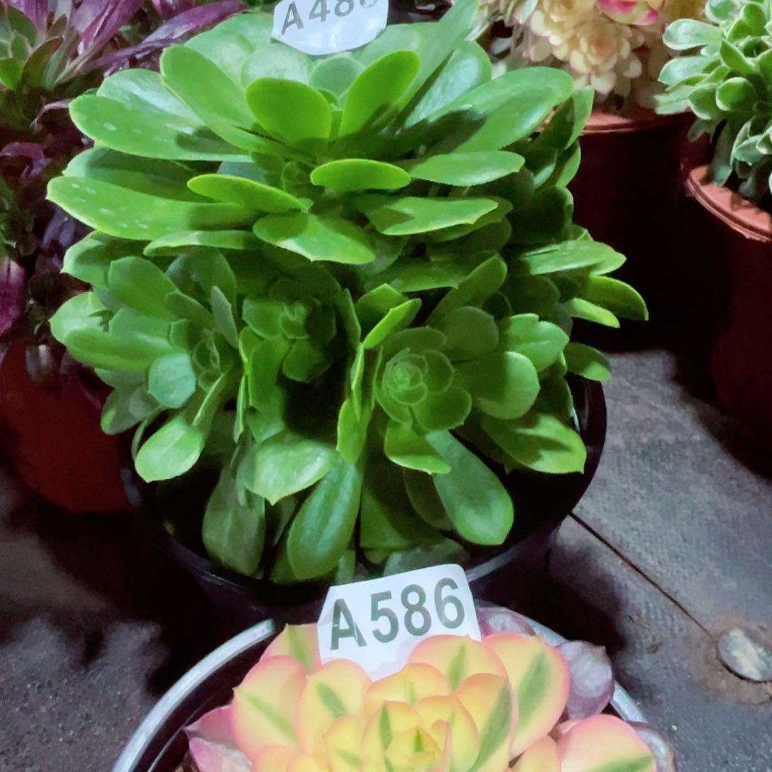 绿玫瑰486香妃586