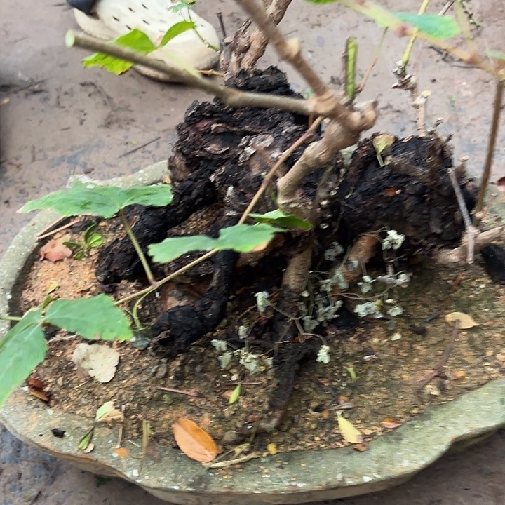 晴***快无花朵哈哈哈哈哈