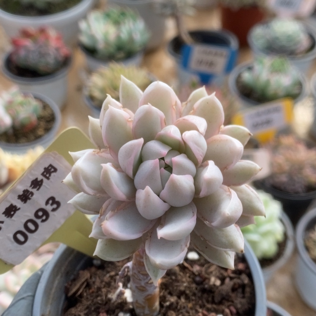 093牡丹冰锦锦锦锦锦