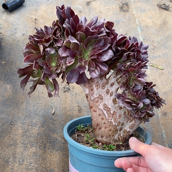 欧紫缀20多肉植物法师法师