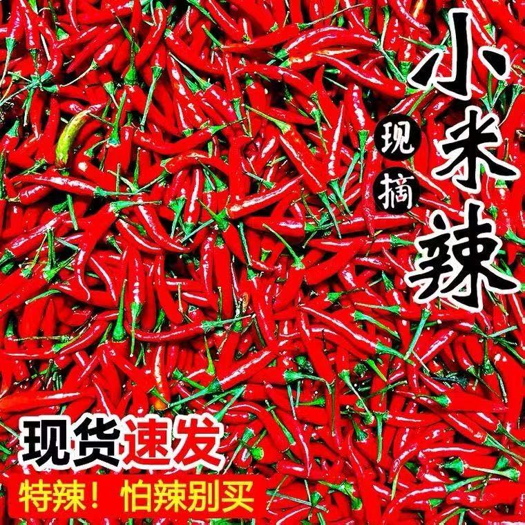 （小米辣）云南新鲜现摘特辣小米辣椒湖南风味朝天椒蔬菜