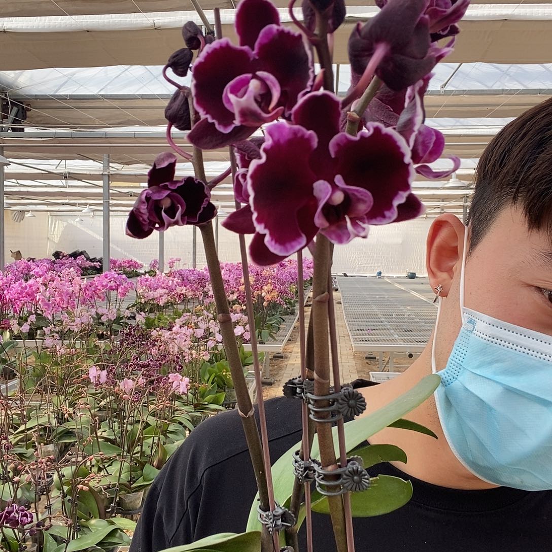 完全开放拉丁舞裙瑕疵