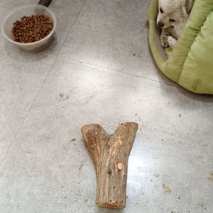 ℘***云崖柏原叉崖柏原叉崖柏原叉