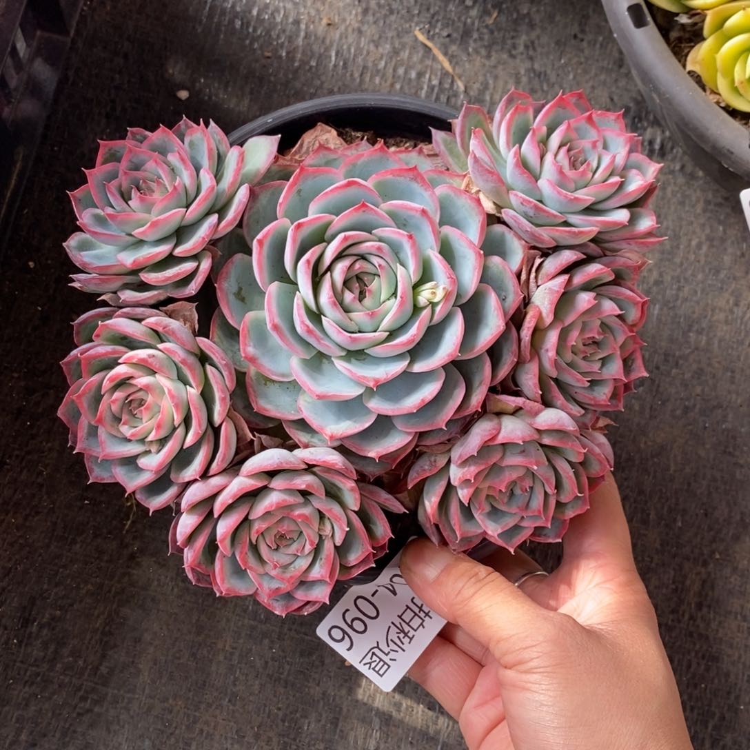 两单包邮1204-96侧影