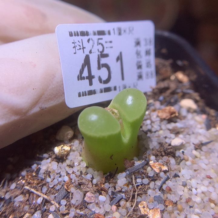 精品生石花25.451