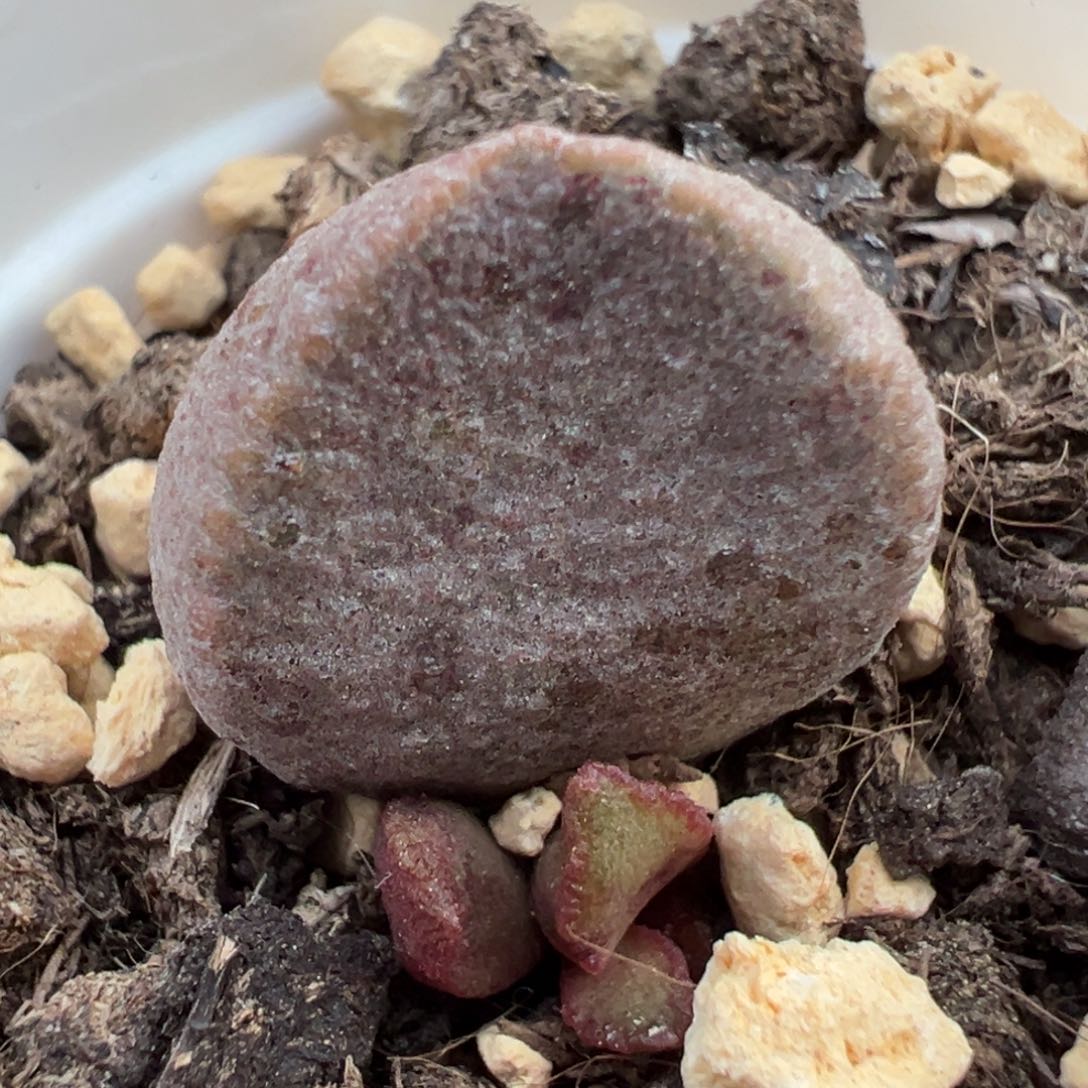 银波彩虹蛋多肉植物