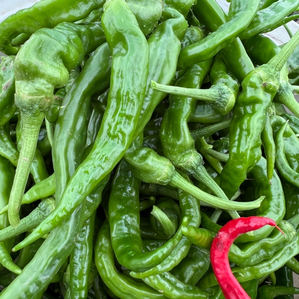 农家自种植邳州批发本地薄皮勾椒蔬菜辣椒螺丝椒朝天椒小米椒