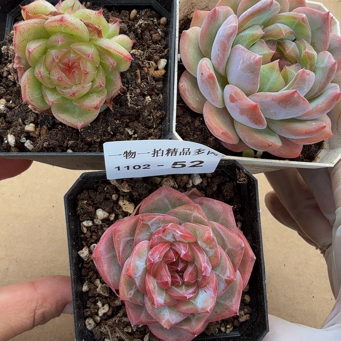 1102-52三颗珍妮多肉