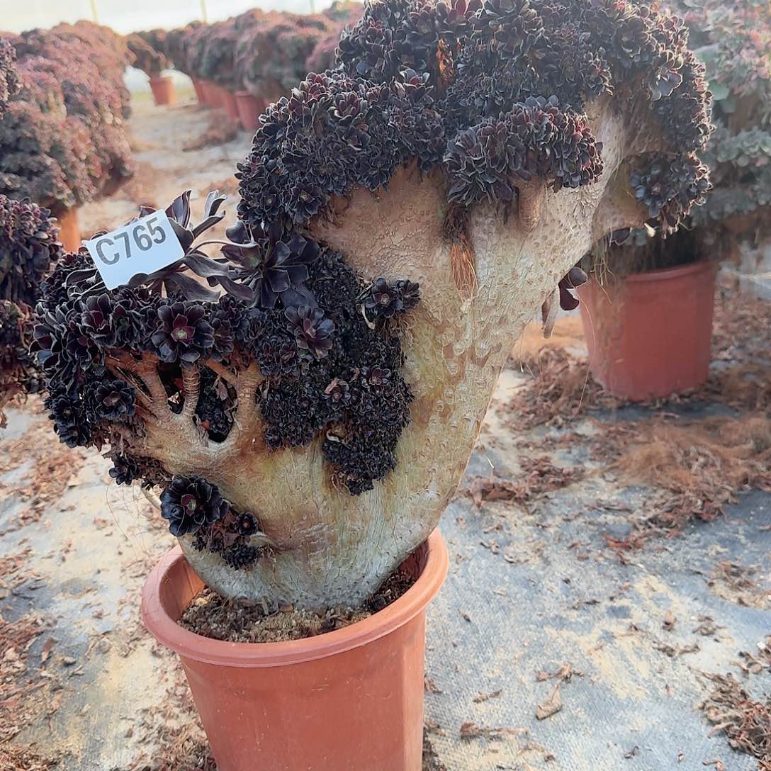 765欧紫朵朵有伤一颗呀呀