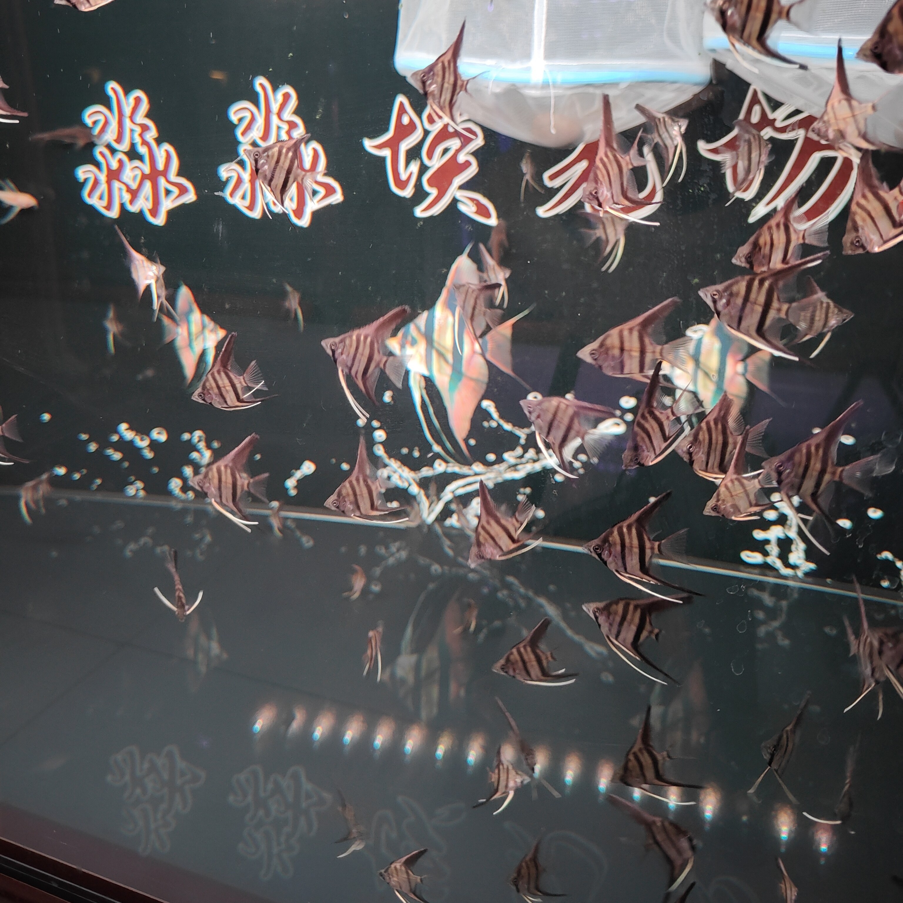 神仙鱼观赏鱼魔门斯卡F1幼苗（肉身4cm.）观赏水宠