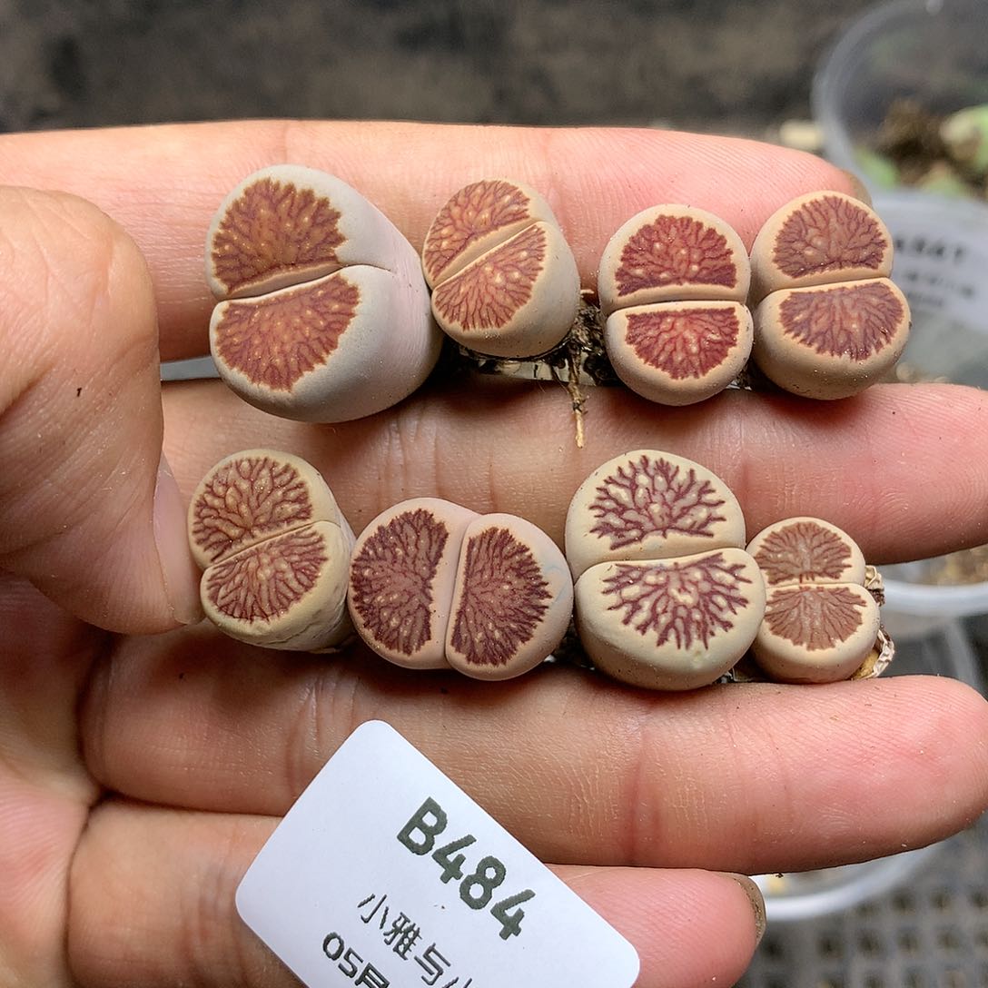 B484多肉植物保护