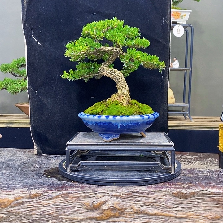 无花朵黄杨盆景四季常青