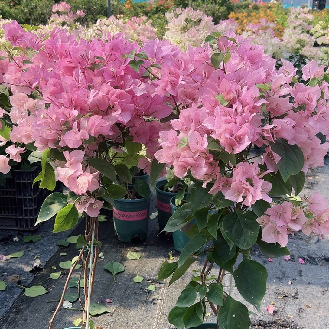 大部分花苞少量开放安娜带竹一颗